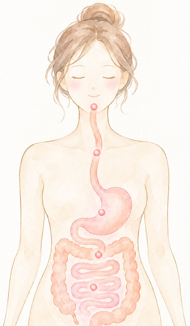 水彩の女性の上半身に、口から食道、胃、小腸、大腸へと続く食べものの通り道を一本の線で描いた図