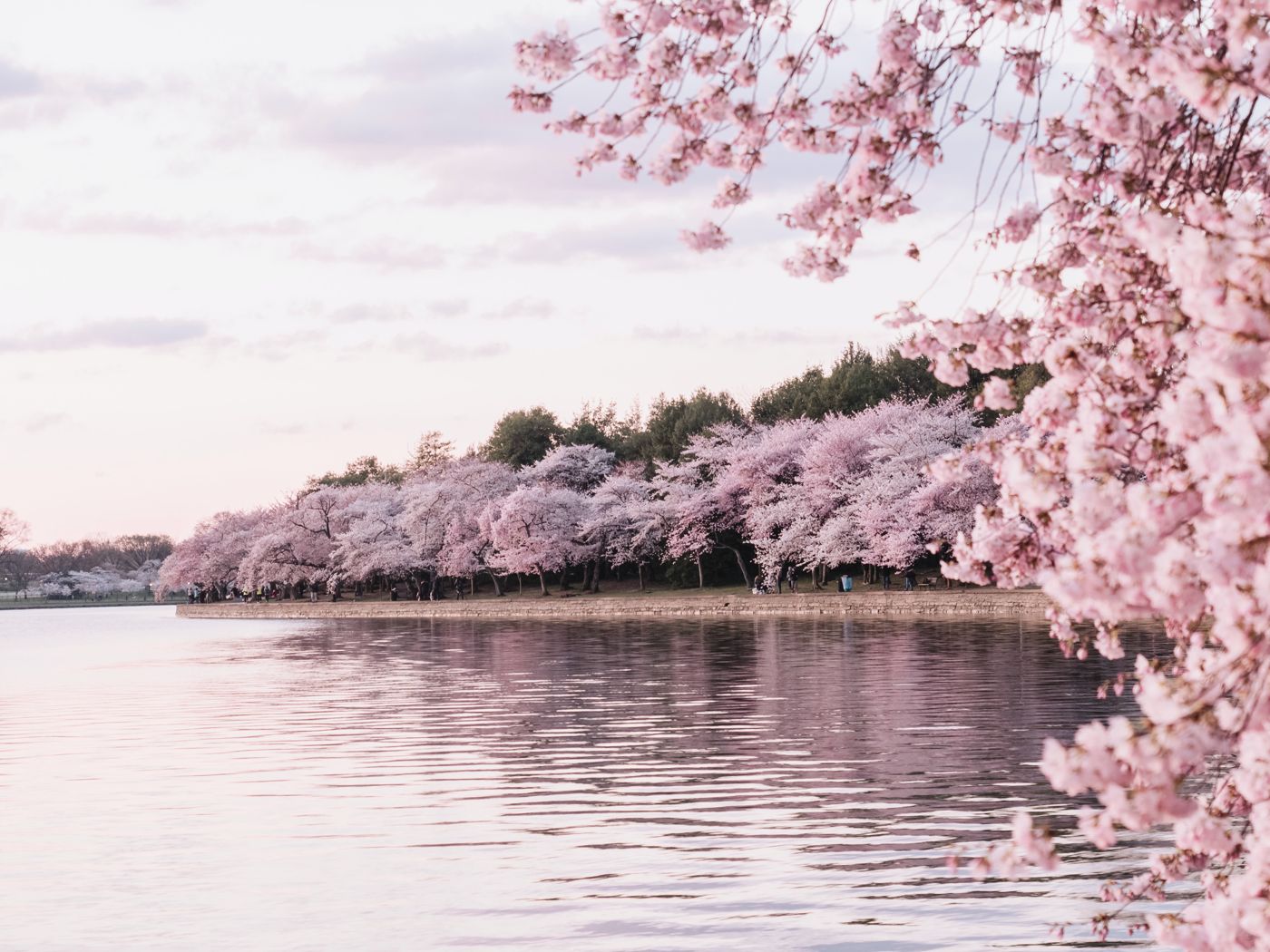 水辺に咲きこぼれる桜